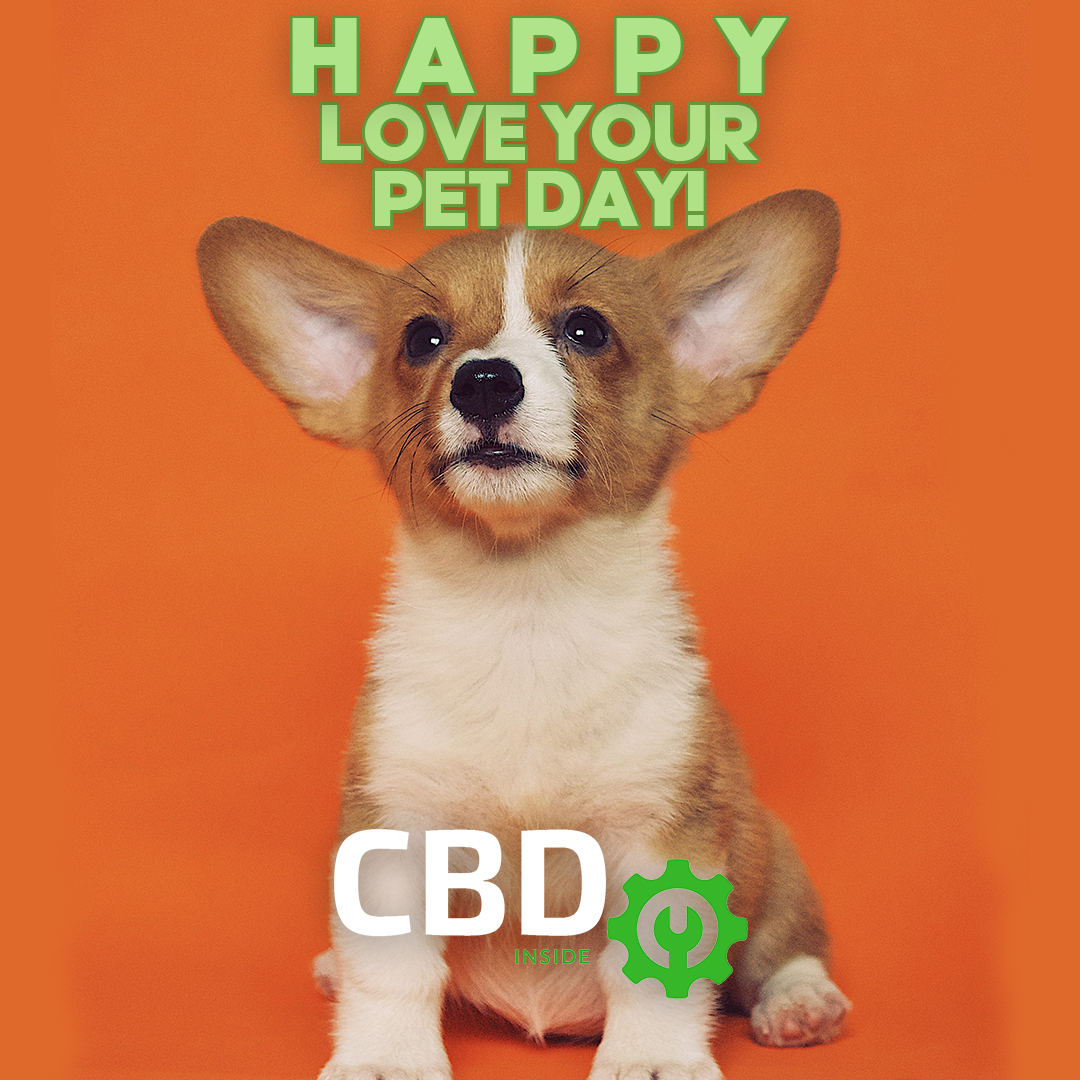CBD_Inside's tweet photo. Happy National Love Your Pet Day! The best way to love your pet today is by gifting them with treats that are not just tasty but actually good for them. Our team has the top 3 treats for your pet on this special day.
Read: https://t.co/3aoLxuOwDZ https://t.co/S3npj77oYs