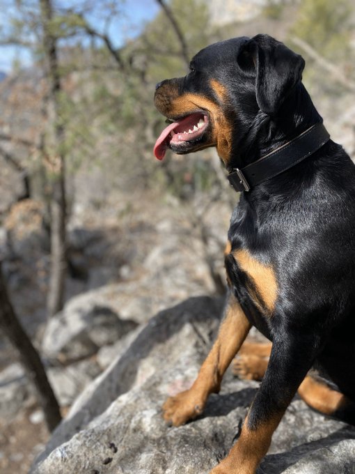 #LoveYourPetDay ❤️ mes b&eacute;b&eacute;s... Et il en manque ! https://t.co/vKxDMgSTiD<a href="/tag/loveyourpetday"class="tags">#LoveYourPetDay</a>