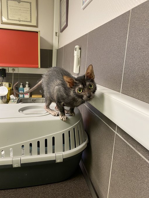 #LoveYourPetDay ❤️ mes b&eacute;b&eacute;s... Et il en manque ! https://t.co/vKxDMgSTiD<a href="/tag/loveyourpetday"class="tags">#LoveYourPetDay</a>