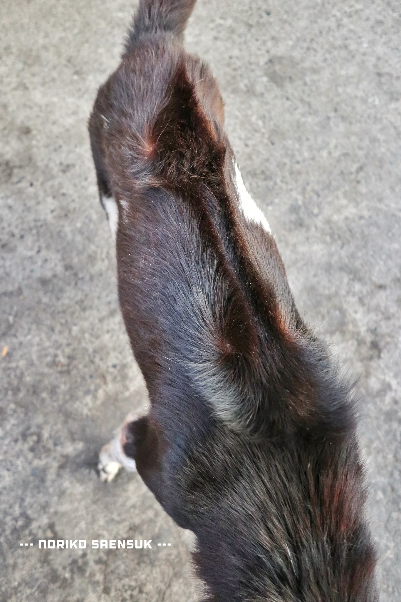 尻尾のない犬 タイリッジバックドッグの血を引く犬 この犬のリッジの立ちっぷりはすごい リッジはつむじ を起点としてヘンな流れになった毛並みによって生じる一本のラインのようなもの この犬は少なくてもつむじが4つはある もっとあるかも T
