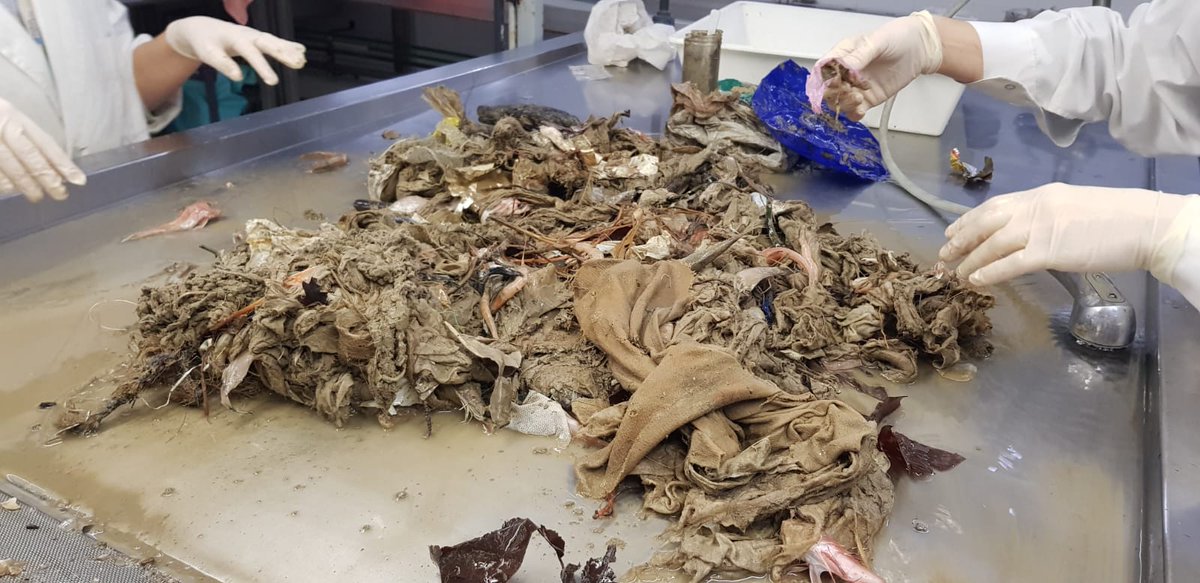 SAPmonitoreig's tweet photo. Imatges de la fracció no comercial d'una pesca dirigida a l'escamarlà a les costes de Barcelona: tovalloletes, plàstics i brutícia d'origen terrestre. Desgraciadament, una imatge que cada cop és més usual... Cuidem els nostres mars🦐🐟🦑 https://t.co/G5lxGvKhK4