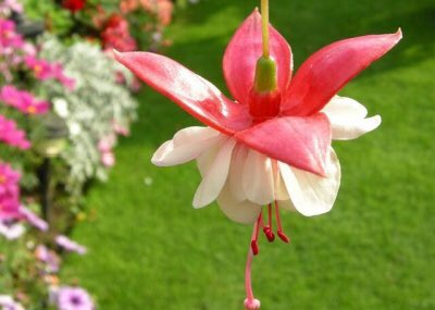 吊鐘花 Twitter Search Twitter