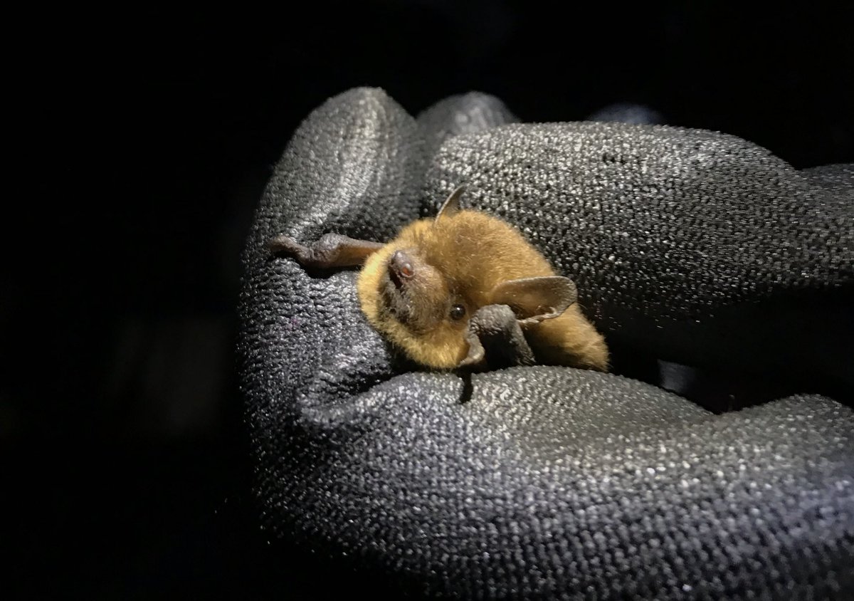 Are you a BAT CARER in LONDON? We are looking to learn more about bat care in Greater London and provide more support. You can email us at enquiries@londonbats.org.uk 🦇🦇 #batcare #london #batcarenetwork #greaterlondon #bats