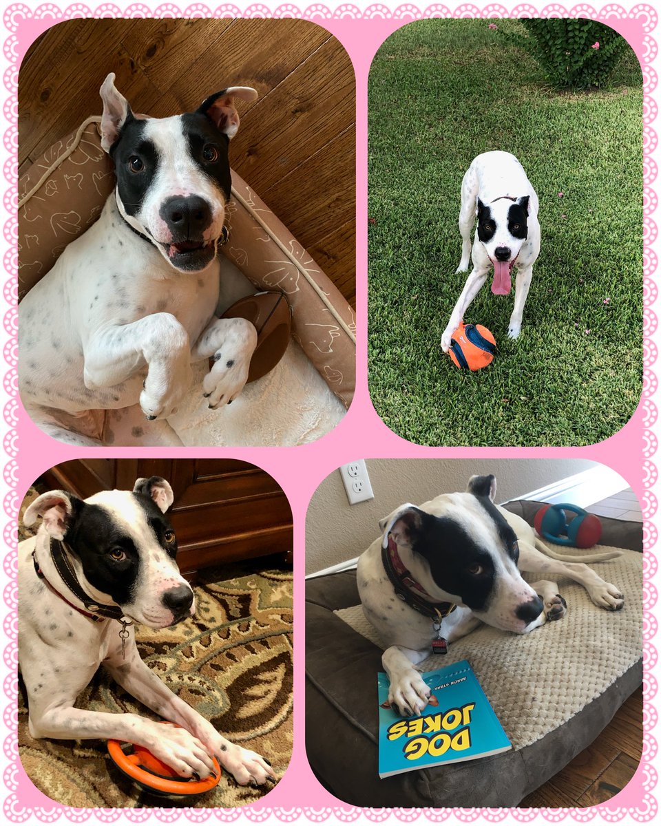 🐾Today is National #LoveYourPetDay!  We definitely love our sweet Dylan! <a href="/AmyO92/">Amy Omas</a> 

-“Once you have had a wonderful dog, a life without one, is a life diminished.”  – Dean Koontz