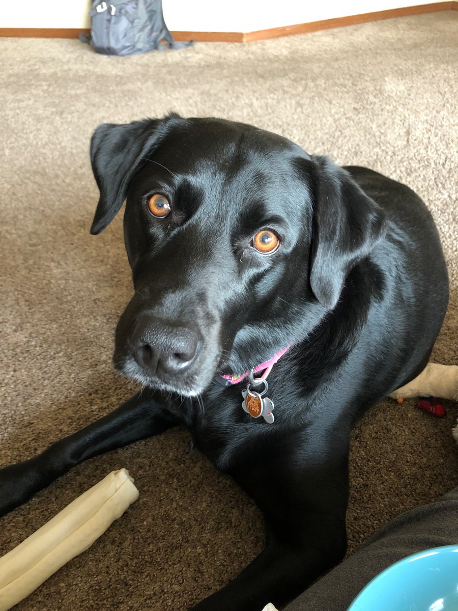 saa3479's tweet photo. Jack, Kona and Delilah (not shown) keep our world exciting every day!  Couldn’t imagine life without them and their unconditional love! #NationalLoveYourPetDay https://t.co/808qNqwaJp
