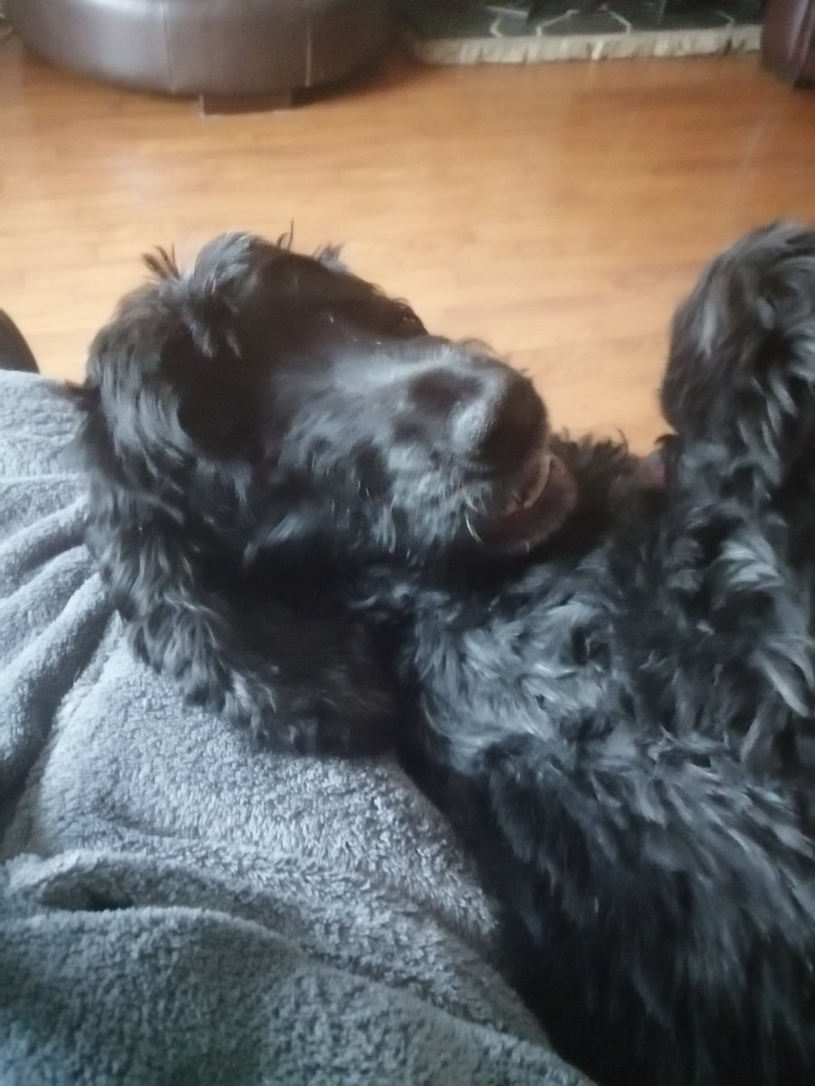 PhilHigham1's tweet photo. @mentalhealth Absolutely.....if I'm feeling anxious then there's nothing better than a walk and some playtime with this 'friend' to help me cope😊 https://t.co/O1KJFwljKX