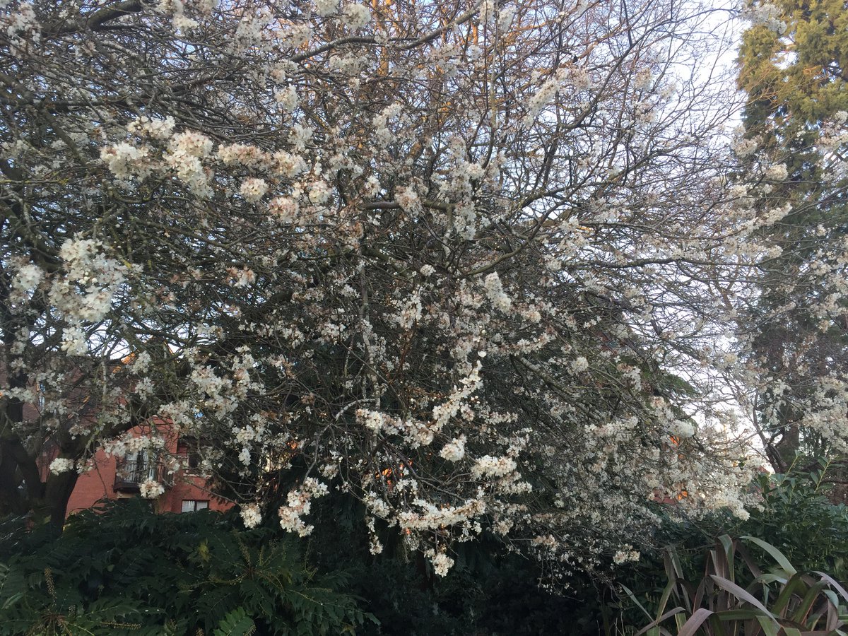 JasonWilliams41's tweet image. Encountered this in local park whilst on my walk... is it a Blushing Bride Cherry Tree... I’m no botanist 🤔😘@thorogoodchris1