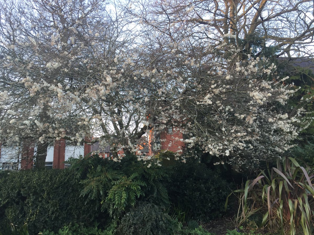 JasonWilliams41's tweet image. Encountered this in local park whilst on my walk... is it a Blushing Bride Cherry Tree... I’m no botanist 🤔😘@thorogoodchris1