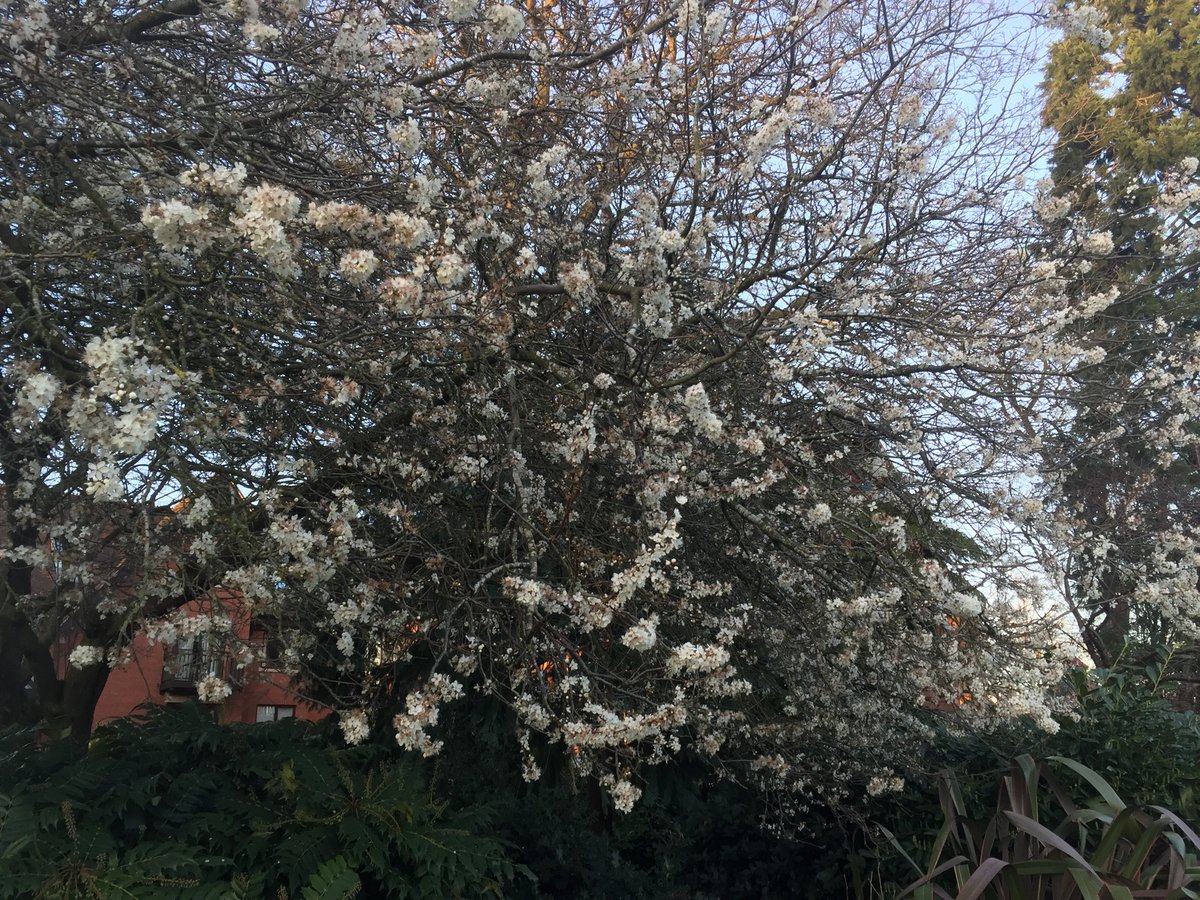JasonWilliams41's tweet image. Encountered this in local park whilst on my walk... is it a Blushing Bride Cherry Tree... I’m no botanist 🤔😘@thorogoodchris1