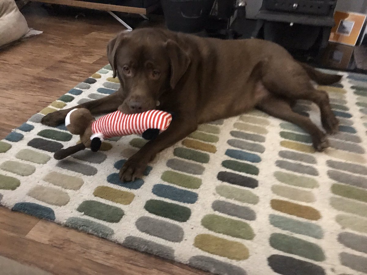 ConsultantsSale's tweet photo. Here at #spcpartnership the majority of us have dogs, so it’s a perfect excuse to show mine, Hatty #LoveYourPet #saletown https://t.co/b30czw2QSK