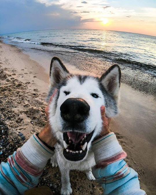 It’s Love Your Pet Day! We want to see all of your four-legged furry friends. Ready… go! 👀 📷: <a href="/acoucke/">coucke anthony</a>, @loki, + <a href="/sharktoof/">Shark Toof</a>