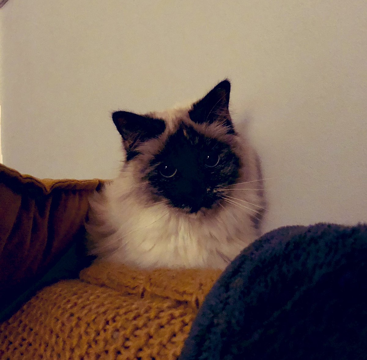 lauramaywing's tweet photo. #LoveYourPetDay 🙋🏽‍♀️🙋🏽‍♀️🙋🏽‍♀️🙋🏽‍♀️ https://t.co/aCIjAB1G2K