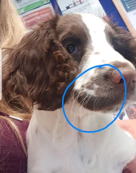Harveysarmy1's tweet photo. 😥 Where are you? 😥 #Stolen #ESS #WestBridgford only a #Puppy pls #Rt #FindConnie @ollymurs @kategarraway @MissingPetsGB @TheGoodDogGuide @samsmith @antanddec @JuliaBradbury @matt9dawson @hanzoroberts @judysale23 @DogCastRadio @notts_lost_dogs @nottspolice @westbridgfdwire TY x https://t.co/kbKO2u8HAX