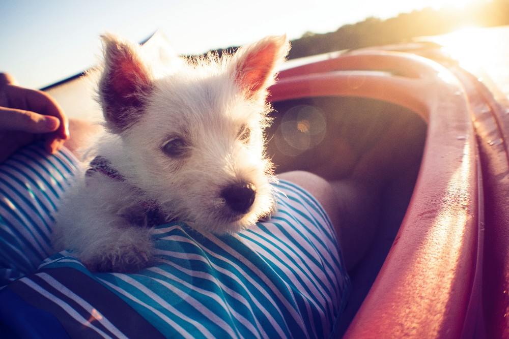 ScotWeek's tweet photo. Look at this cuddly little guy! A West Highland terrier. Don't you just want to snuggle with him? #LoveYourPetDay #WestiesOfInstagram #DogLife #ScotWeek #ScotWeek2020 #ScotlandIsNow #eventsinla #charities #nonprofits https://t.co/FUEPcOlfg8