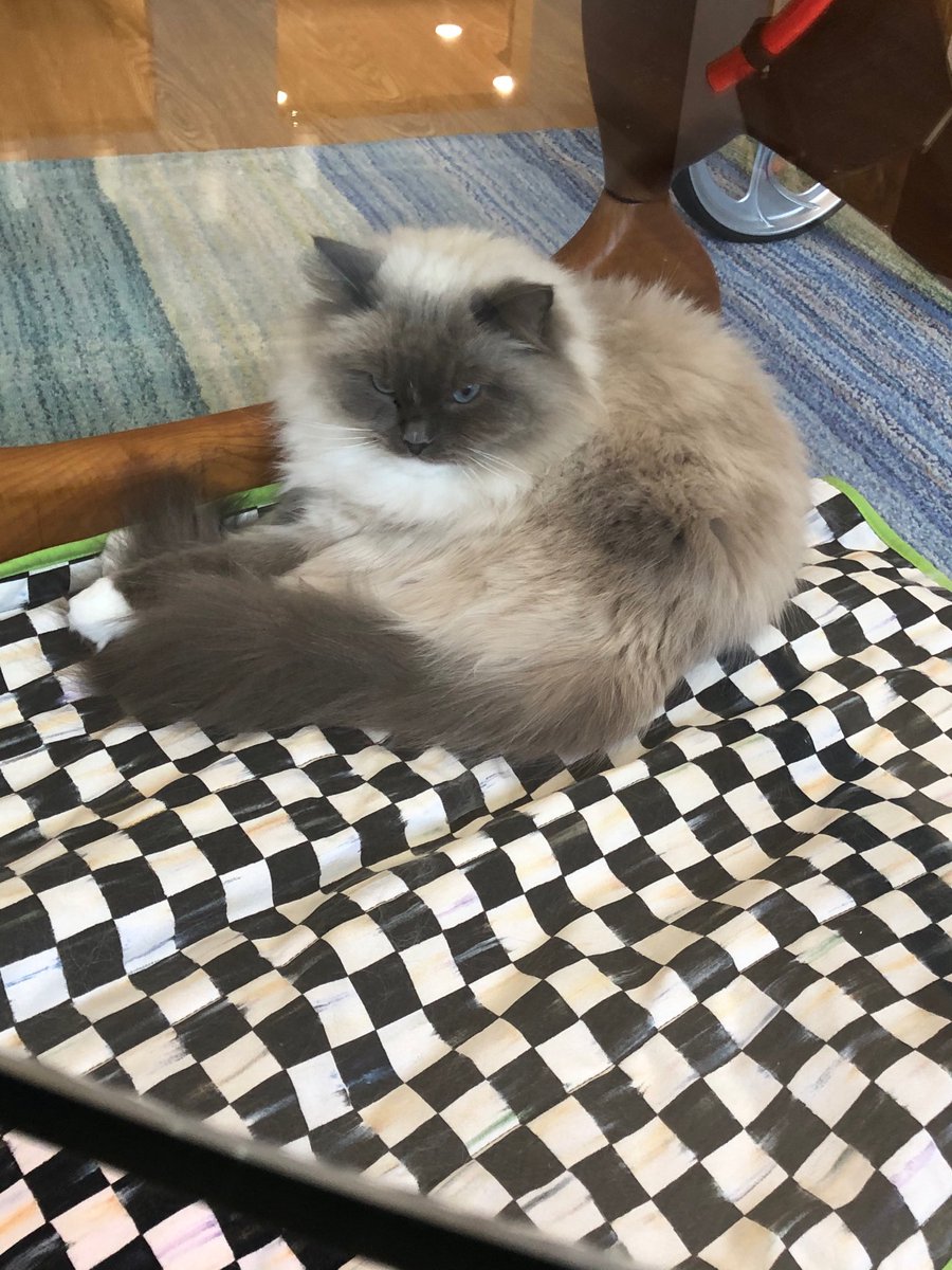 #love my cat today. He is a Ragdoll!