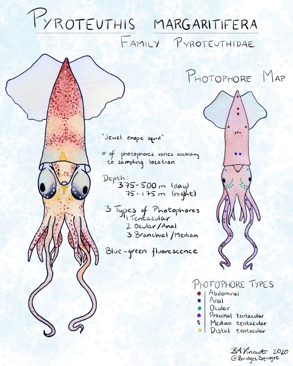 Bridget Vincent tweet media