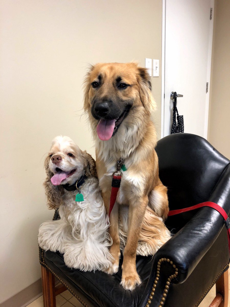 DevanLoweInc's tweet photo. Happy National Love Your Pet Day! ❤️ We sure do love our mascots, Keys and Tex! 🐶🐕 #NationalLoveYourPetDay #DevanLoweInc https://t.co/kLoMExfJGS