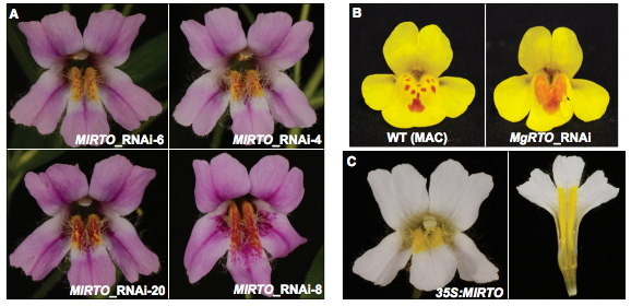 a_gaudinier's tweet photo. Exciting work from the #BlackmanLab and Yuan lab in @CurrentBiology shows how two MYBs control spot pigmentation and patterning in two #Mimulus species. And  it's the first monkeyflower CRISPR paper! @erinlpatt @PMB_Berkeley https://t.co/UCHp8uPVhA