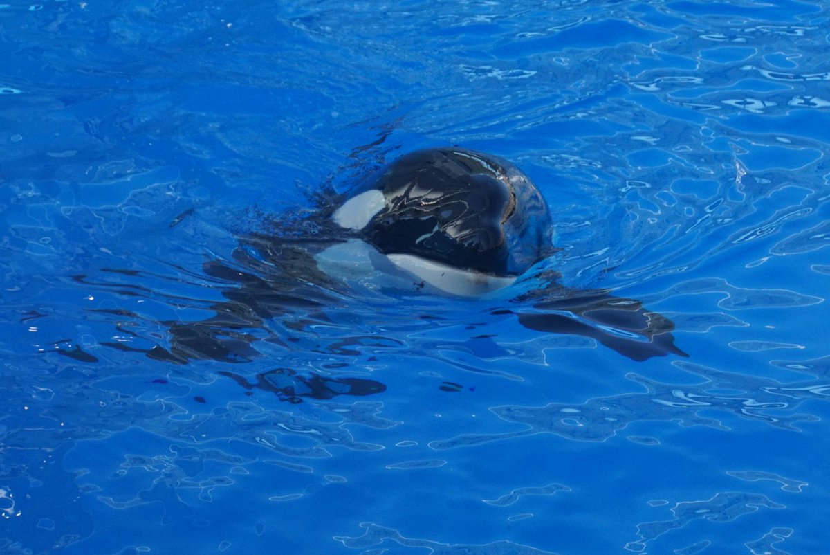 名古屋港水族館で一番シャチの鳴き声が聞こえる場所がまさかのトイレと判明 まじかよ 笑 きばれない Togetter 名古屋港水族館で一番シャチの鳴き声が聞こえる場所がまさかのトイレと判明 まじかよ 笑 きばれない Togetter
