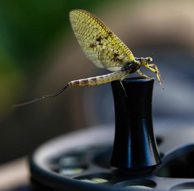 lamsonflyfish's tweet photo. June can’t get here soon enough.. ⠀
📸: | @kurefluer⠀
⠀
#lamsonfleet #flyfishing #greendrake #hatch #junebug #dryfly #dowhatyoulove #keepitreel #innovate #design #getoutthere #flyreels #flyrods #explore #thegreatoutdoors #madeintheUSA #fishedeverywhere #waterworkslamson https://t.co/P6QIvtjM2G