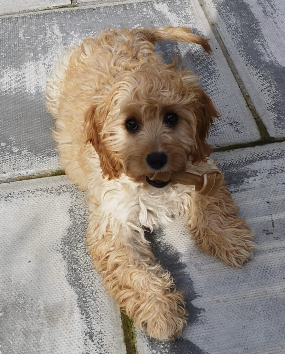 HaloSport's tweet photo. As itโs #LoveYourPetDay we couldnโt resist showing off ours - isnโt she adorable? #dogsoftwitter #dogs #halodog https://t.co/fvNayd1GIe