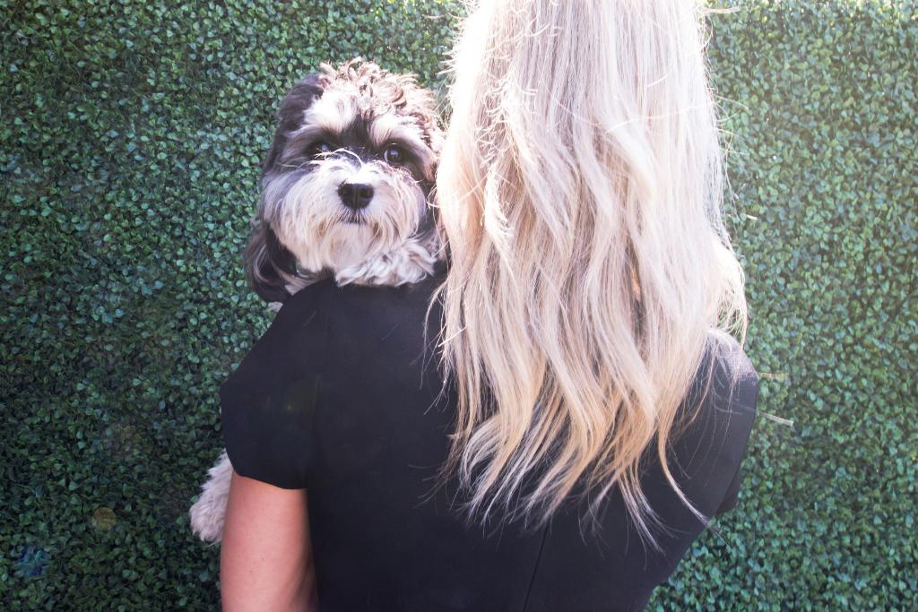 TheMadisonDC's tweet photo. Celebrate with your pet at The Madison, the pet friendliest hotel in town! 🐶.
.
Share your favorite moments with your pets at The Madison in the comments and use #TheMadisonPets https://t.co/cl3gUCkp5U