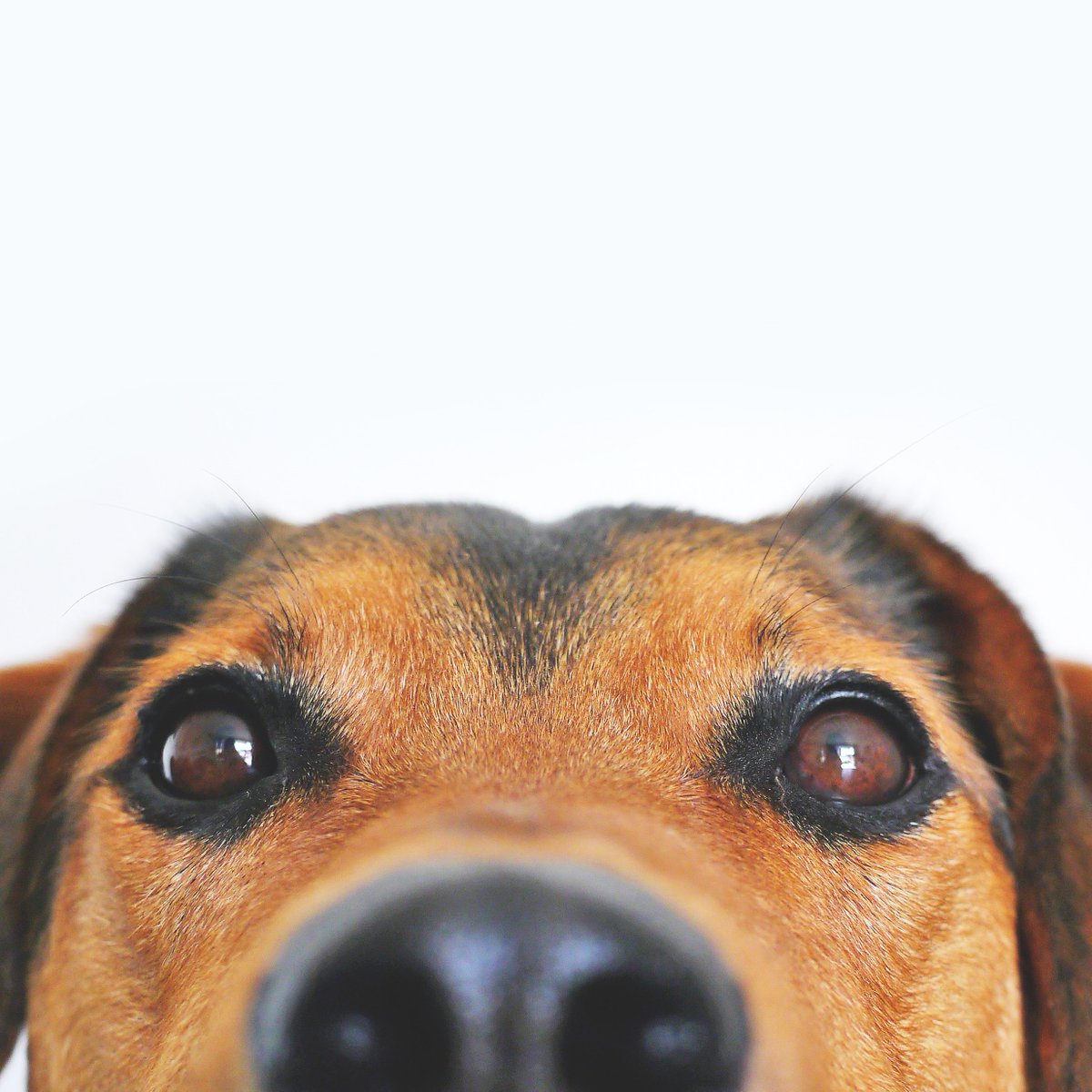 Today is LOVE YOUR PET Day!

And boy, do we love ours!

What we don't love? Carefully stepping through a minefield of  dog exhaust. 

So we'd appreciate a little clean up before we service your tub...so we can love your dogs too!

Need suggestions for a service? Let us know!