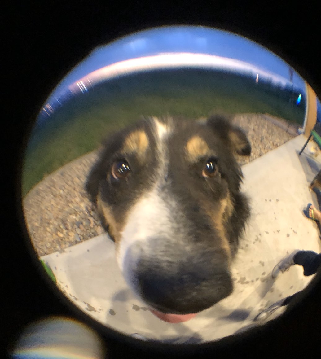 mcnair5's tweet photo. @AlloFiber #LoveYourPetsDay #NationalPetDay https://t.co/XrT37KLaef