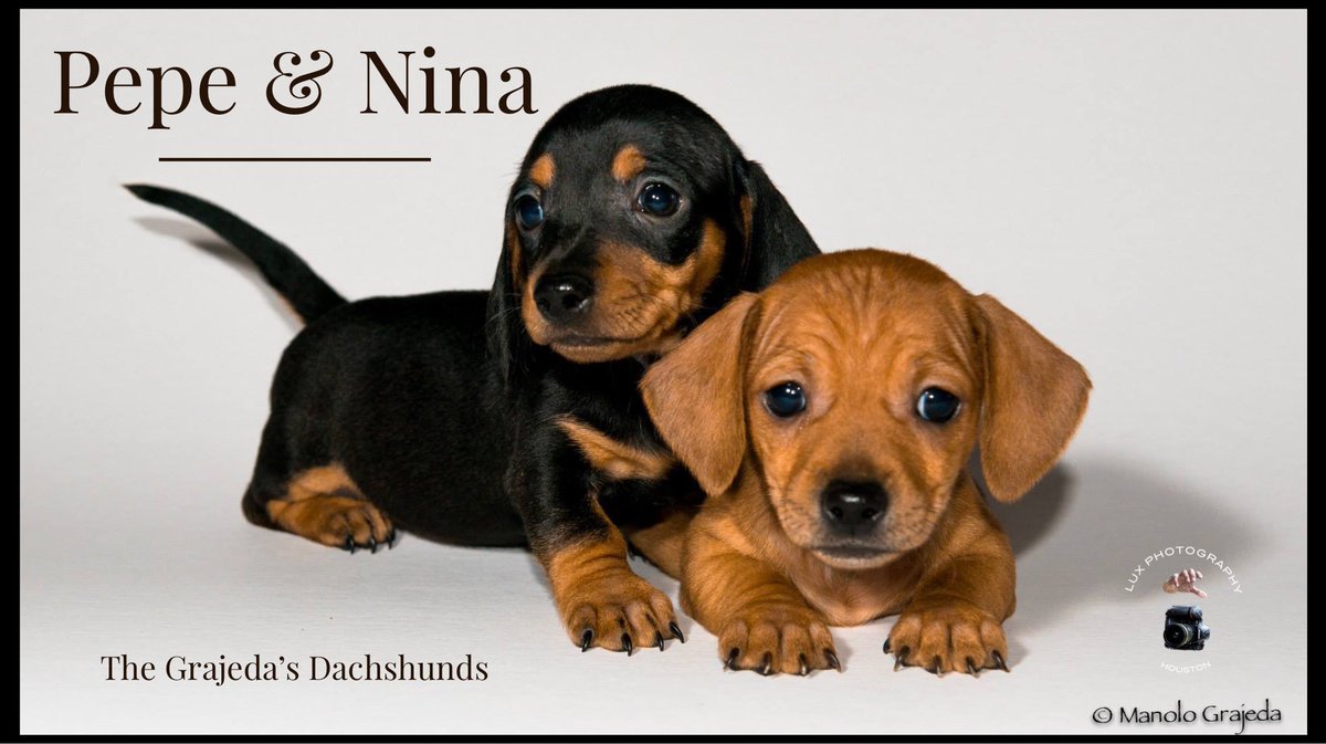 The Family Pooches #dachshund #dachshundpuppy #dackel #wienerdog <a href="/houston_lux/">Lux Photography Houston</a> @mfgr63