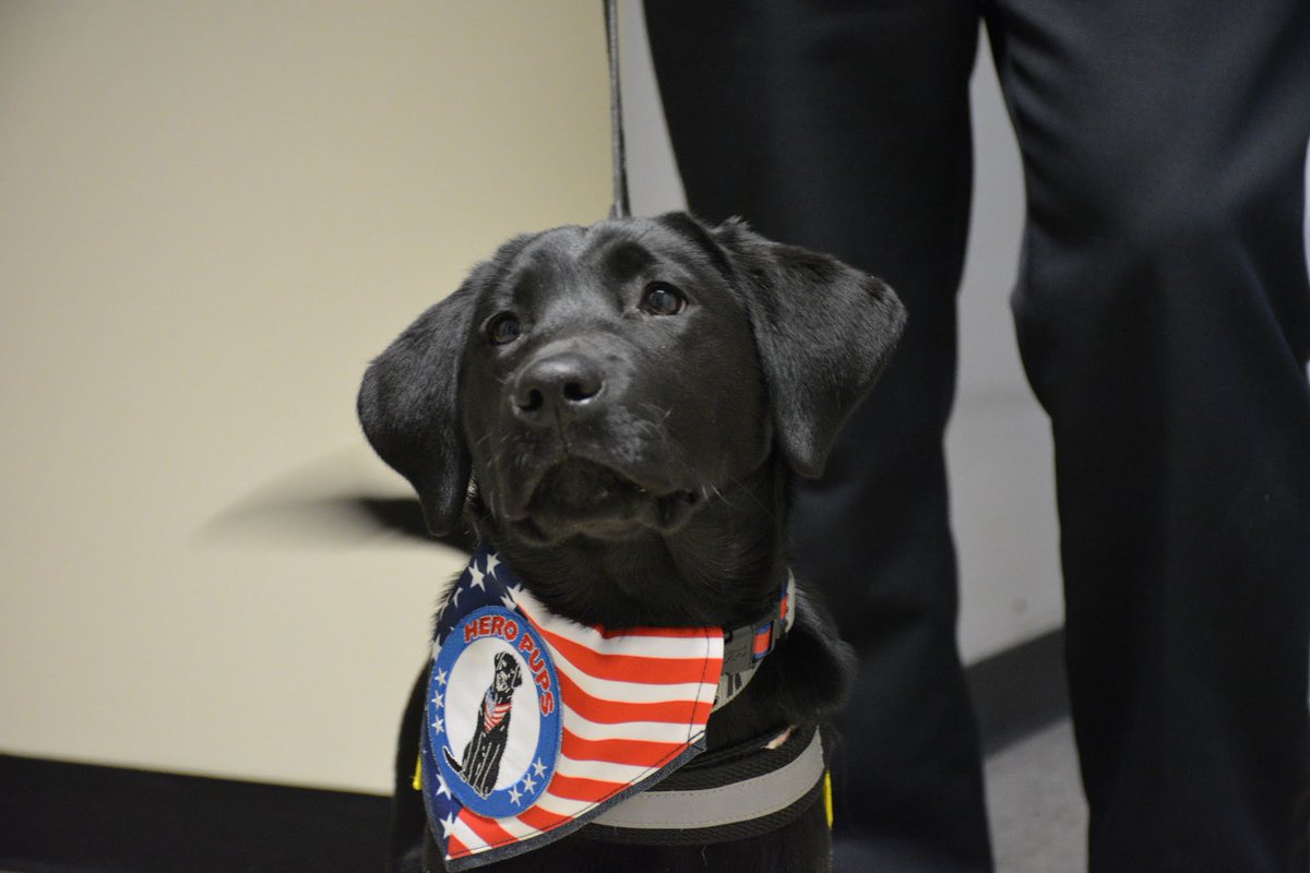 Merrimack's tweet photo. This spring, a full-time comfort dog is joining our Police Department  to provide comfort and community engagement to the Merrimack community.  Learn more: https://t.co/464KCDLdde https://t.co/qw4HEHWIcG