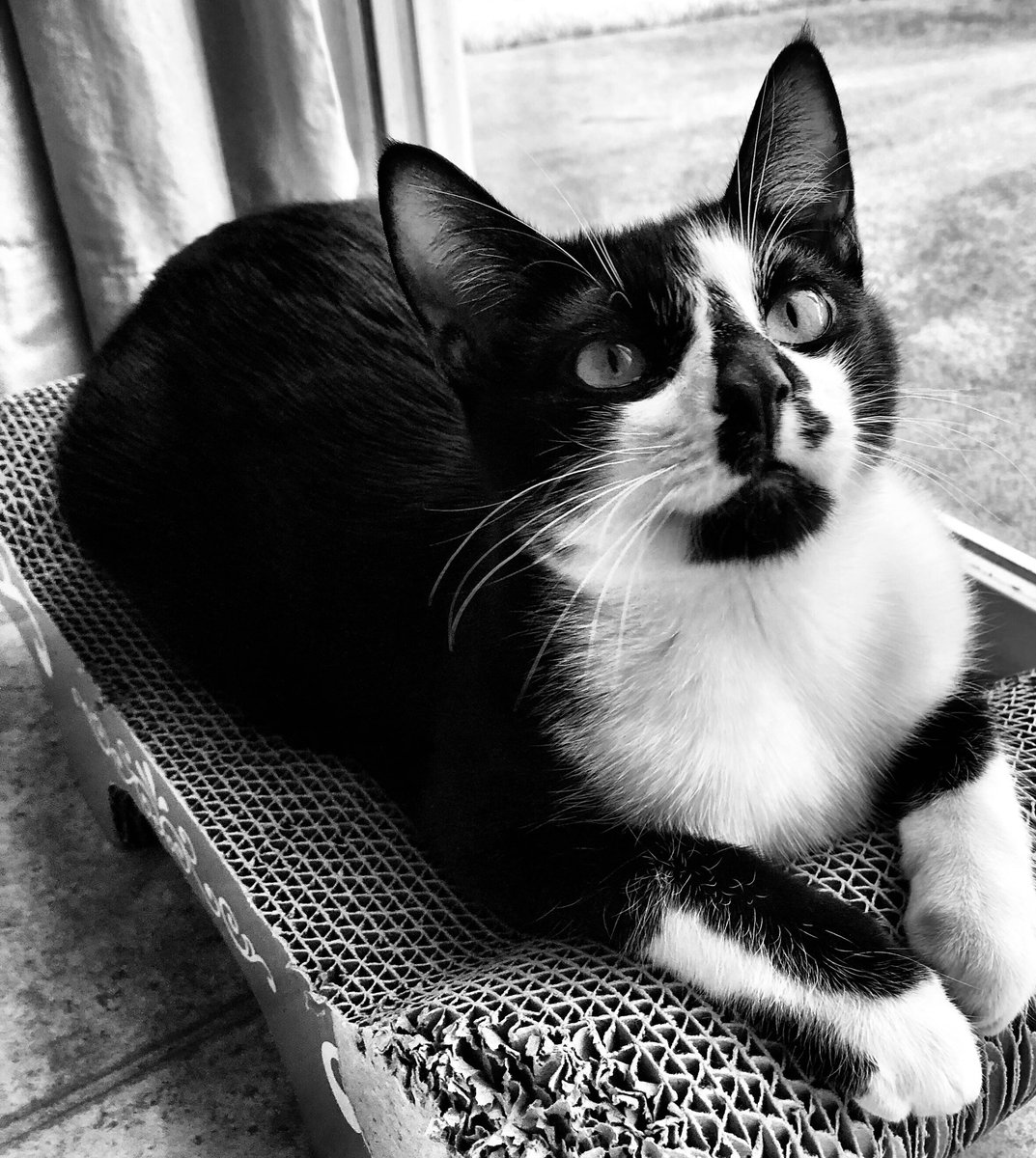 RandomLacey1's tweet photo. Happy #NationalPetDay from the cutest little tyrant I know. He’ll be ten months tomorrow 😻 https://t.co/zGcNjIknAc