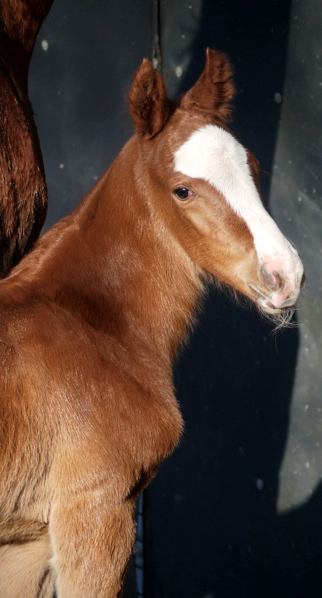 One day old little beauty by Highland Real, he is half brother to black type Magie du Ma, from the family Restrained and Zenyatta.. <a href="/coolmorestud/">Coolmore</a> <a href="/rpbloodstock/">Racing Post Bloodstock</a> <a href="/bloodstocknews/">EBN</a> #coolmoresires