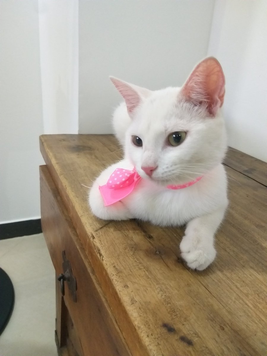 marianpc's tweet photo. #DiaInternacionalDelGato Maya 😍 https://t.co/jDdj1KdtT9