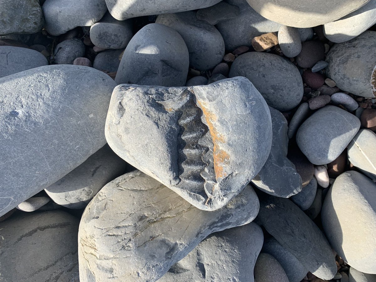happy__mess's tweet photo. @VPPBristol @sascampaigns We did a 2 minute beach 🏖 clean 🧽 too, after we looked for fossils! Jenny+zoë (Zoë from Spruce class) https://t.co/G2tBgXZ0Wq