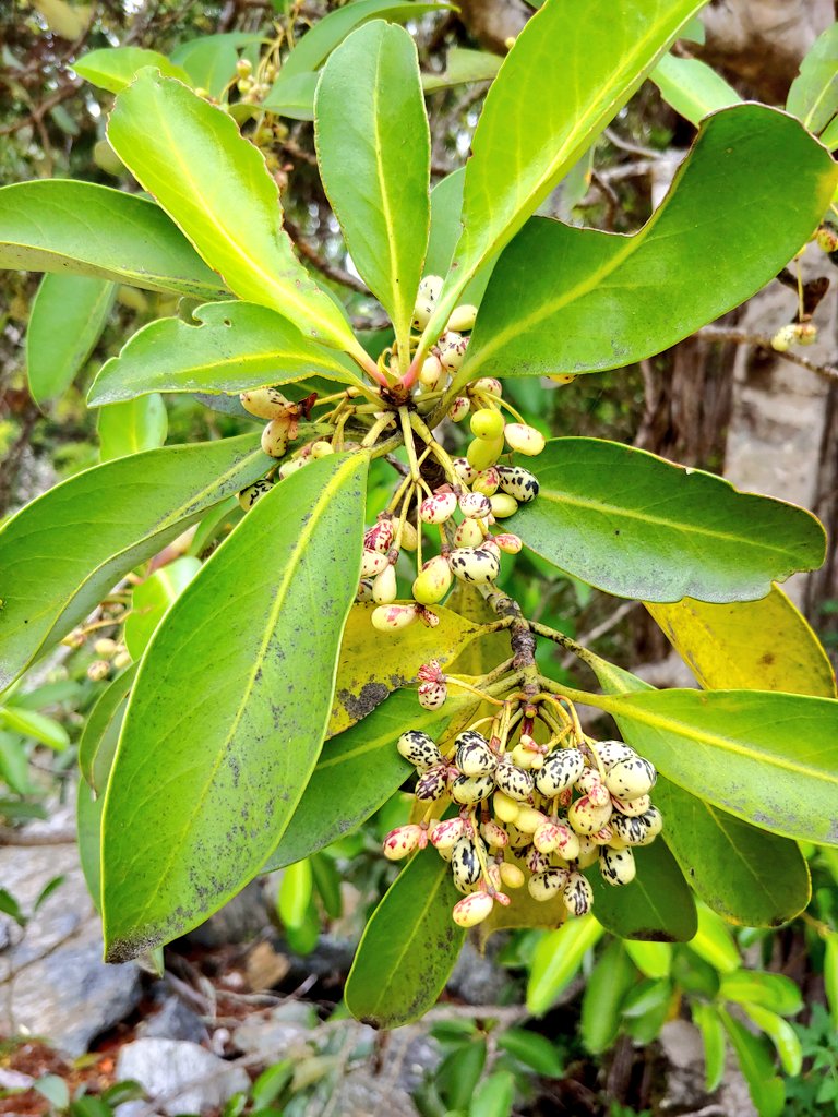 chilean_plants's tweet photo. ♒#Drimys winteri♒
Foique, Canelo o Winter's bark. Árbol siempreverde presente desde Coquimbo a Magallanes, también en Argentina. In Cordillera Pelada, Región de los Ríos. #floradeChile #Winteraceae https://t.co/d3O0Wmmzpv