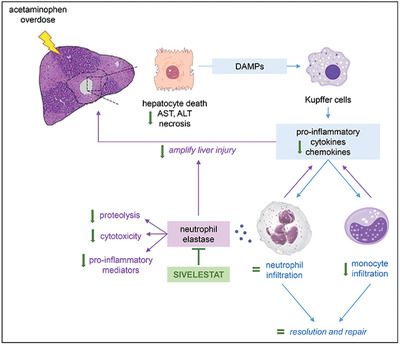 In #JLB: Add‐on of sivelestat to N‐acetylcysteine significantly decreases hepatic monocyte influx and reduces liver damage compared with N‐acetylcysteine monotherapy, currently the standard of care, in experimental acetaminophen overdose.buff.ly/2PgstCn