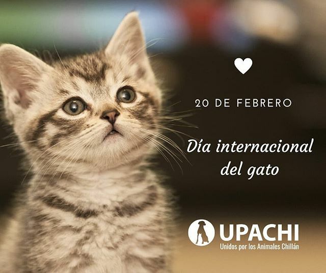 Sabías que el gato es el único animal que es homenajeado con tres fechas durante el año ( las otras dos son el 8 de agosto y el 29 de octubre) El origen de la celebración de hoy, se remonta a 2009 cuando falleció Socks (calcetines), mascota del entonces presidente de Estados…