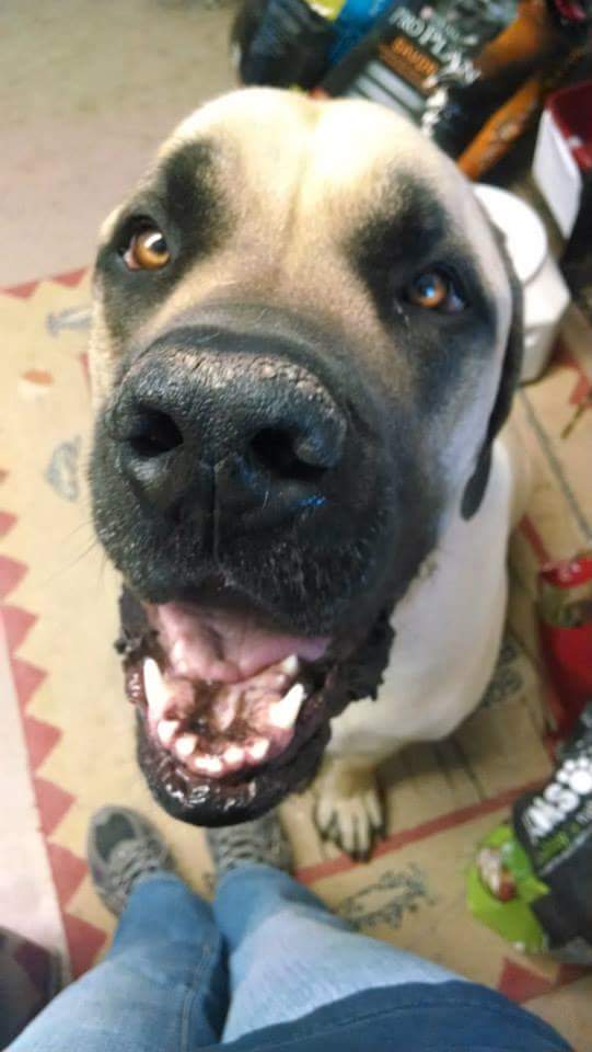SpotTheStriker's tweet photo. #loveyourpetday2020 Featuring Martha, Journey, Cayde, and our beloved, departed Zeke. #adoptorshop #shelterdog #responsiblepetownership #family https://t.co/RgdYTNRO3m
