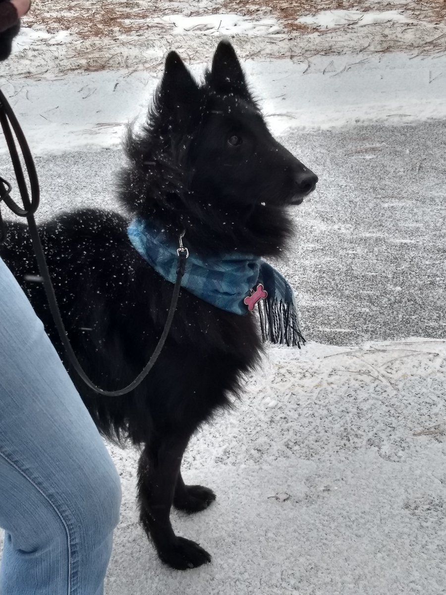 SpotTheStriker's tweet photo. #loveyourpetday2020 Featuring Martha, Journey, Cayde, and our beloved, departed Zeke. #adoptorshop #shelterdog #responsiblepetownership #family https://t.co/RgdYTNRO3m