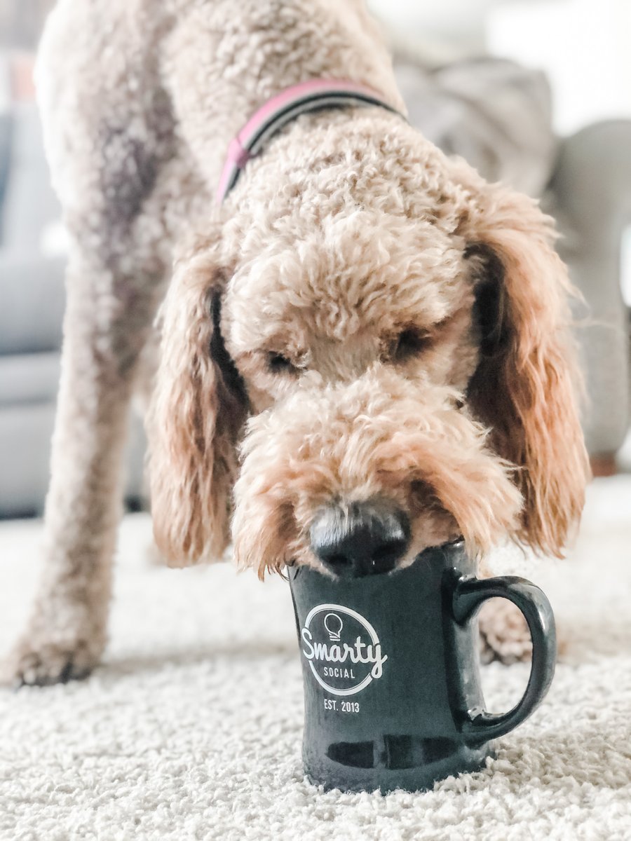Smarty_SM's tweet photo. We all know that the internet loves our furry friends just as much as we do. In honor of #LoveYourPetDay, meet a few of our favorite Smarty sidekicks. 🐾❤️💡 #SmartyLife https://t.co/hhAeD4D5b1