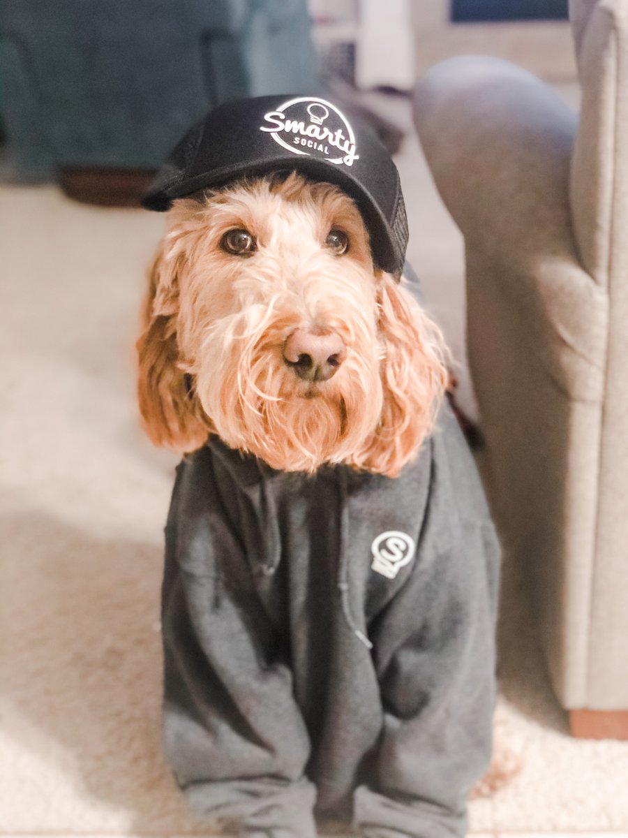 Smarty_SM's tweet photo. We all know that the internet loves our furry friends just as much as we do. In honor of #LoveYourPetDay, meet a few of our favorite Smarty sidekicks. 🐾❤️💡 #SmartyLife https://t.co/hhAeD4D5b1