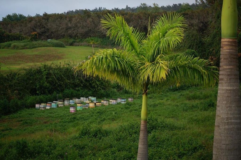 MaunaLaniPoint's tweet photo. #Repost Big Island Coffee Roasters

Kona Geisha- A sustainably produced, award-winning coffee produced by the Stille family at Monarch Coffee Farms, roasted by us.

#bigislandlove 
#beach #vacay #wanderlust #beautifuldestinations #travelgram #hawaii #gohawaii https://t.co/K5HN3PfaJ9