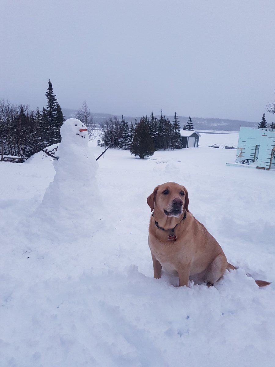 MikeBarbourSTEM's tweet photo. We love the Lou-man everyday but today we will spoil him just a little more! 

Happy #LoveYourPetDay 

#myrescuedogrescuedme #love #dog #goldenlab #mix #gooddog #bestfriend #amazingdog #louman #loubegga #loup #louferrigno #lulu #bestboy #whosagoodboy #bellyrubtheif #coolestdog https://t.co/I6lvGWuC32