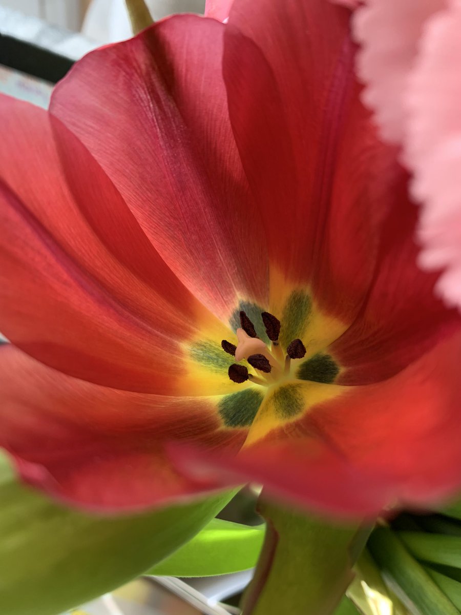 MissEngstrom's tweet image. Check out some of the variations of flower reproduction! #botany #stamen #pistil #sexualreproduction