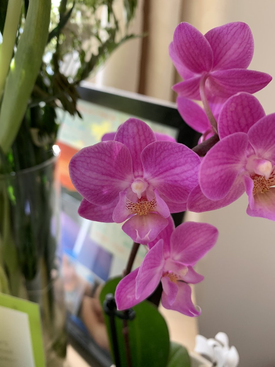 MissEngstrom's tweet image. Check out some of the variations of flower reproduction! #botany #stamen #pistil #sexualreproduction