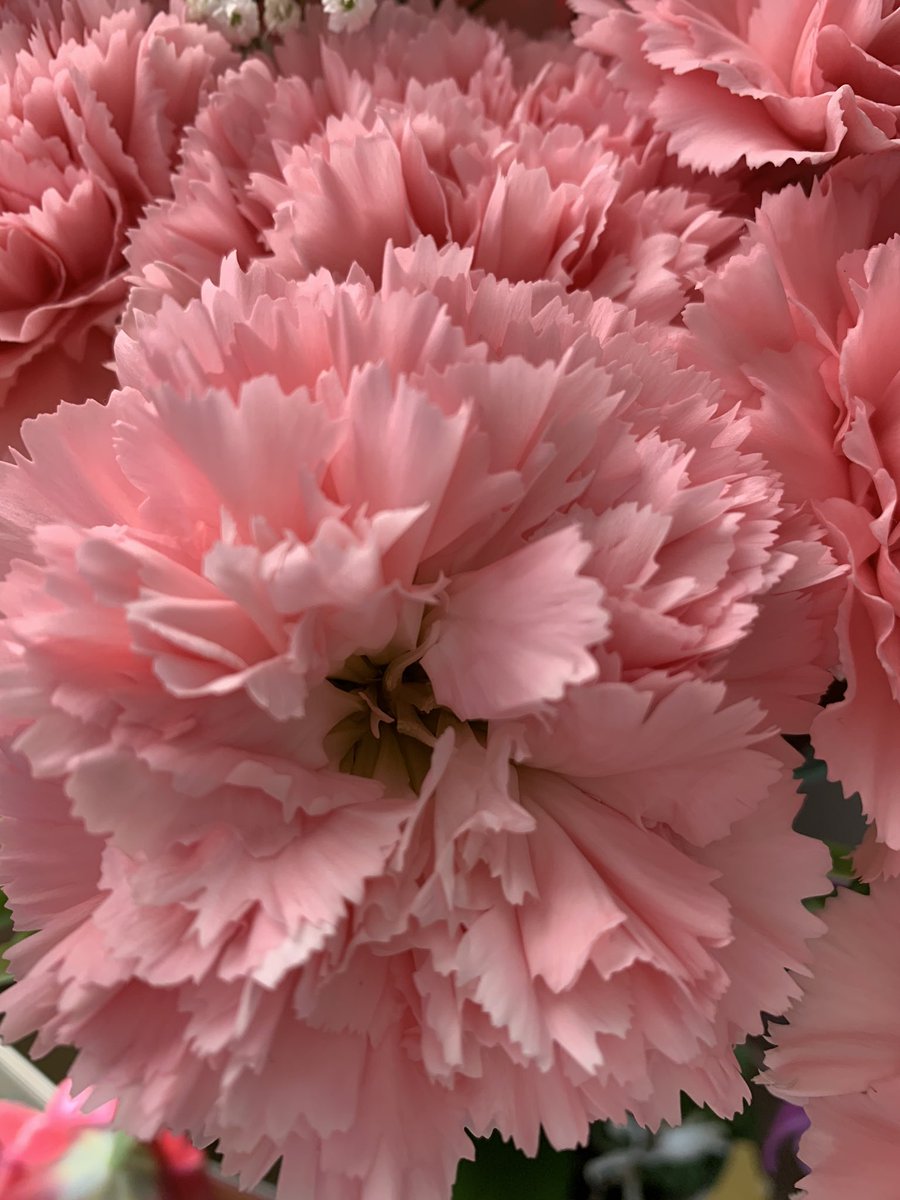 MissEngstrom's tweet image. Check out some of the variations of flower reproduction! #botany #stamen #pistil #sexualreproduction