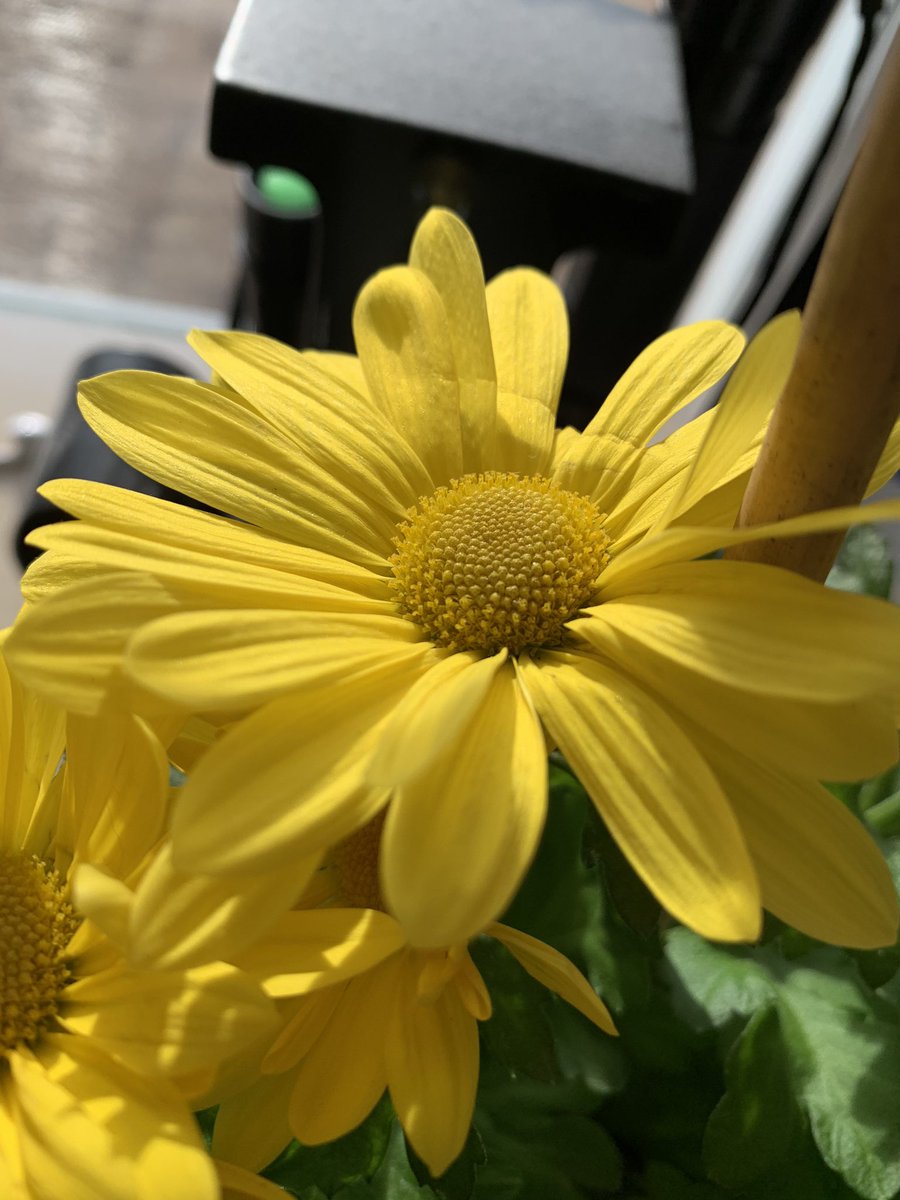 MissEngstrom's tweet image. Check out some of the variations of flower reproduction! #botany #stamen #pistil #sexualreproduction