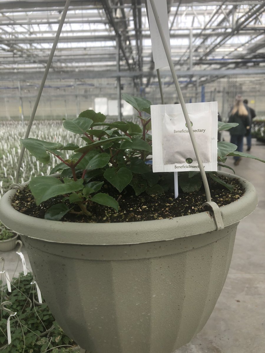 RVBioControl's tweet image. Amblyseius cucumeris sachets are little production units of these great little predatory mites, protecting plants from thrips &amp;amp; broadmites from getting established. Applying these sachets before the baskets go up to avoid suprises when the baskets come down to ship @BioWorksInc