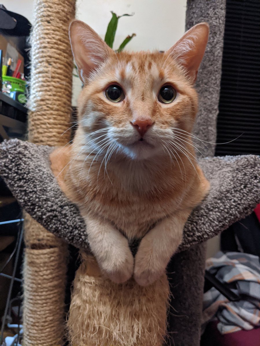 GundamCat13's tweet photo. It has come to my attention that today is #LoveYourPetDay which means it's time for some gratuitous #GriffCat & #TexCat pics! https://t.co/muADfrbAJj