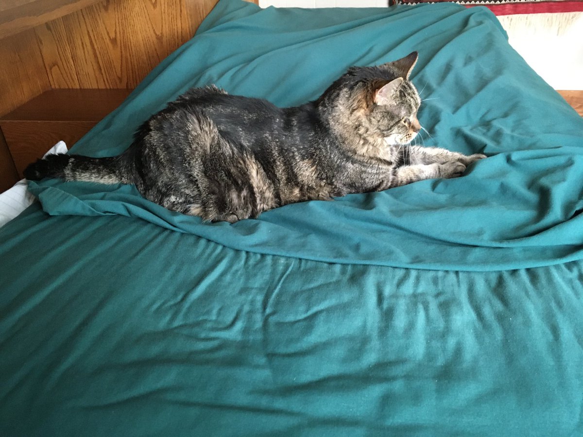 carlarichards's tweet photo. #LoveYourPetDay  my girl looking all Sphinx-y! #CatsOfTwitter https://t.co/ORXkJvRfO9